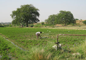 farmer irrigating