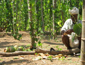 cutting coconuts