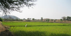 rice fields