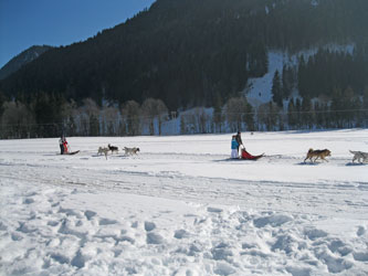 dogsleds