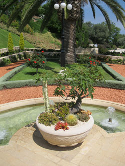 bonsai, upper terraces