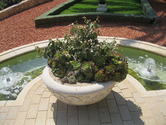 bonsai on lower terraces