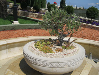 bonsai on lower terraces