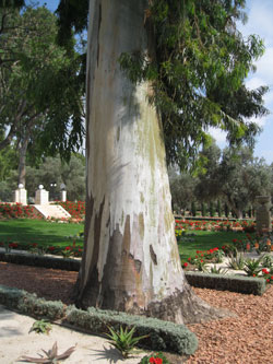 tree in a path