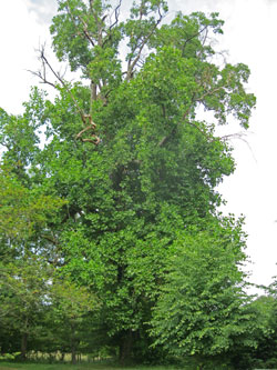 American tulip tree