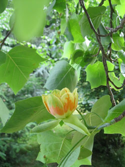 American tulip tree