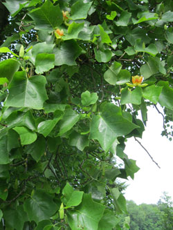 American tulip tree