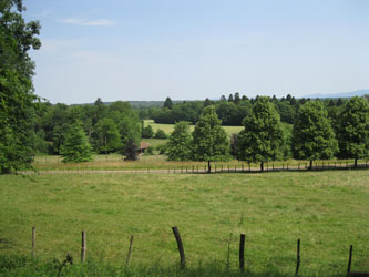 pasture and Linden trees (tilleuls)