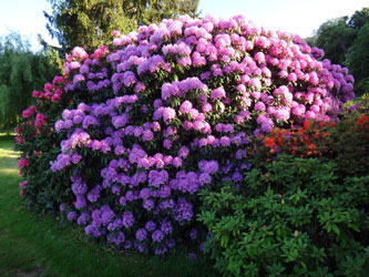 rhododendron