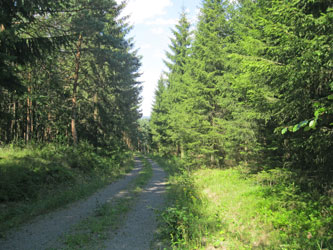 forest behind Tambach