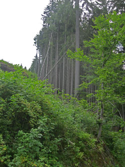 old and harvested forest