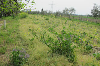 space for a new orchard