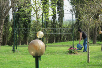 watering vines for the pergola