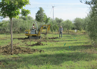 newly-planted trees