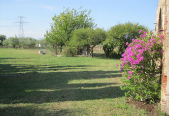 new bougainvillea