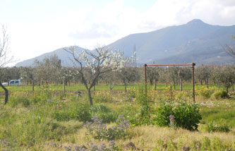 garden and mountains