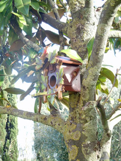 cuckoo clock birdhouse