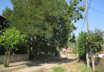 street in front of the house