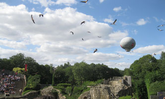 ballet of falconry