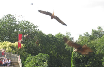 ballet of falconry