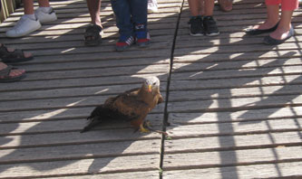 ballet of falconry