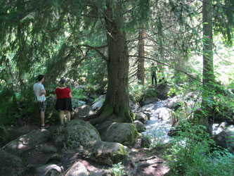 family in forest