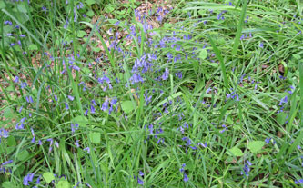 woods carpeted with bluebells