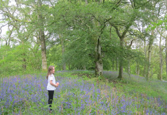 woods carpeted with bluebells