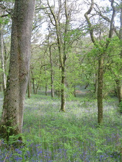 woods carpeted with bluebells