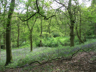 woods carpeted with bluebells