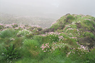Shetland Islands, cliffs