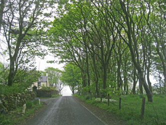 central Shetland mainland trees