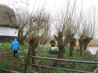 willows not yet cut