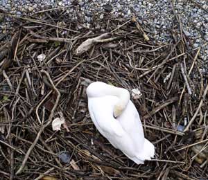 Swan nest