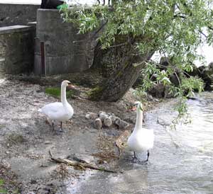 parents and babies