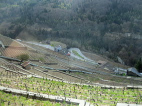 vinyards below the railway