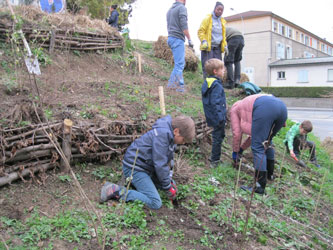 tree planting