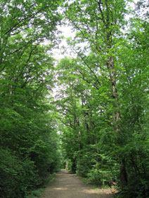 Bois des Freres