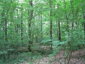 Bois des Freres