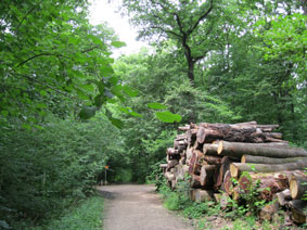 Bois des Freres - logs