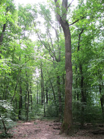 Bois des Freres