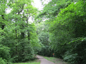 Bois des Freres