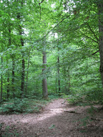 Bois des Freres