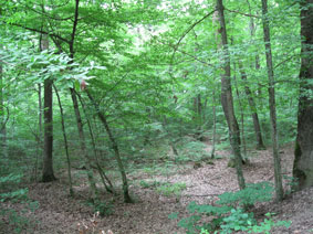 Bois des Freres