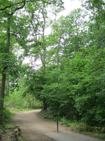 Bois des Freres