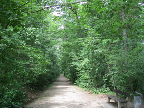 Bois des Freres