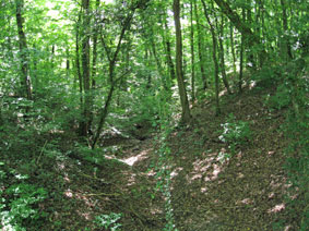 Bois des Freres