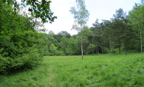 Bois de la Grille - meadow