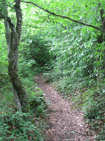 Bois de la Grille - path