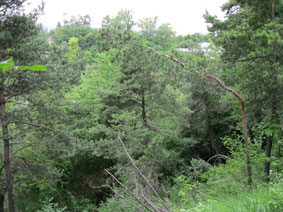 Bois de la Grille - autoroute